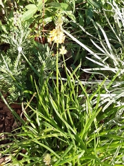 Bulbine frutescens