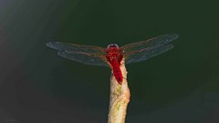Urothemis signata