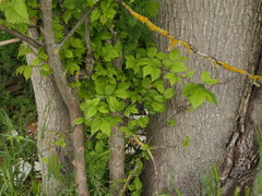 Ulmus glabra
