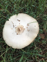 Chlorophyllum molybdites image