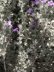 Leucophyllum candidum