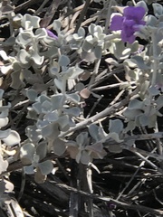 Leucophyllum candidum