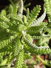 Lavandula dentata