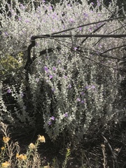 Leucophyllum candidum