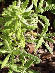 Lavandula dentata