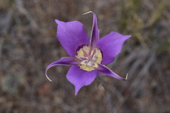 Calochortus macrocarpus macrocarpus