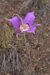 Calochortus macrocarpus macrocarpus