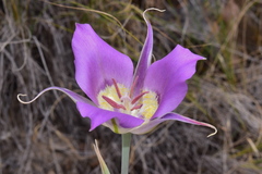Calochortus macrocarpus macrocarpus