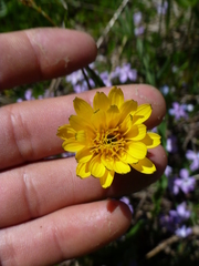 Nothocalais alpestris