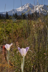 Calochortus macrocarpus macrocarpus