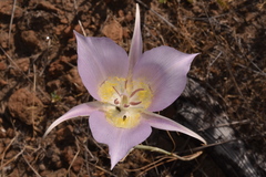 Calochortus macrocarpus macrocarpus