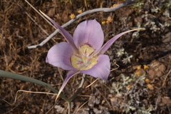 Calochortus macrocarpus macrocarpus