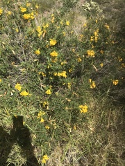 Tecoma stans angustata