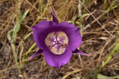 Calochortus macrocarpus macrocarpus