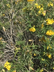 Tecoma stans angustata