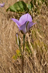 Calochortus macrocarpus macrocarpus