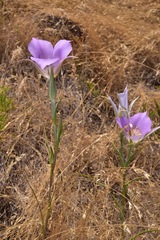 Calochortus macrocarpus macrocarpus