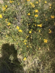 Tecoma stans angustata