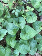 Asarum