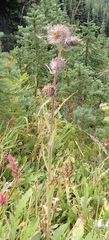 Cirsium edule