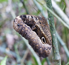Caligo beltrao
