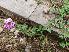 Glandularia tenera