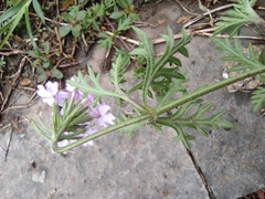 Glandularia tenera