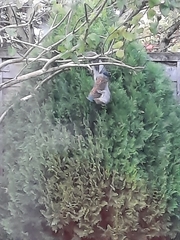 Sciurus carolinensis