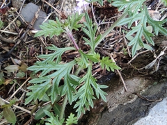 Glandularia tenera