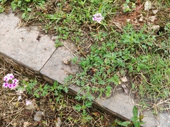 Glandularia tenera