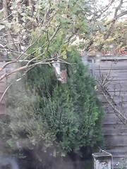 Sciurus carolinensis