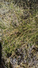 Juncus mexicanus