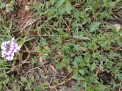Glandularia tenera