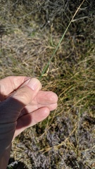 Juncus mexicanus