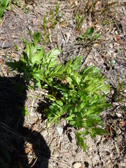Ligusticum