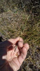 Juncus mexicanus