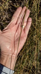 Juncus mexicanus