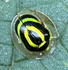 Coptocycla lunifera
