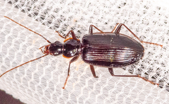 Platynus cincticollis