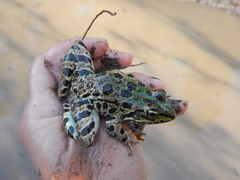 Pelophylax kurtmuelleri