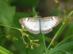 Mestra hersilia