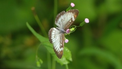 Mestra hersilia