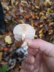 Tricholoma album