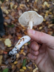 Tricholoma album