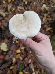 Tricholoma album
