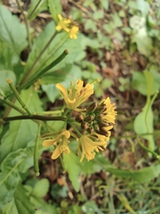 Rorippa indica