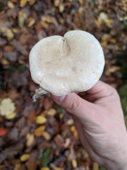 Tricholoma album