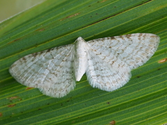Eupithecia cretaceata