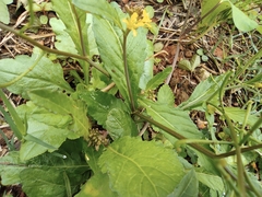 Rorippa indica