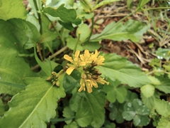 Rorippa indica